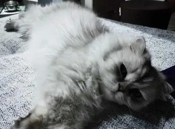 Chez Marianne Couette-café Wailly